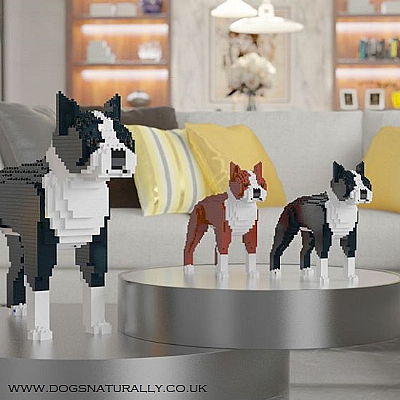 Boston Terrier Jekca Available in 2 Colours & 2 Sizes